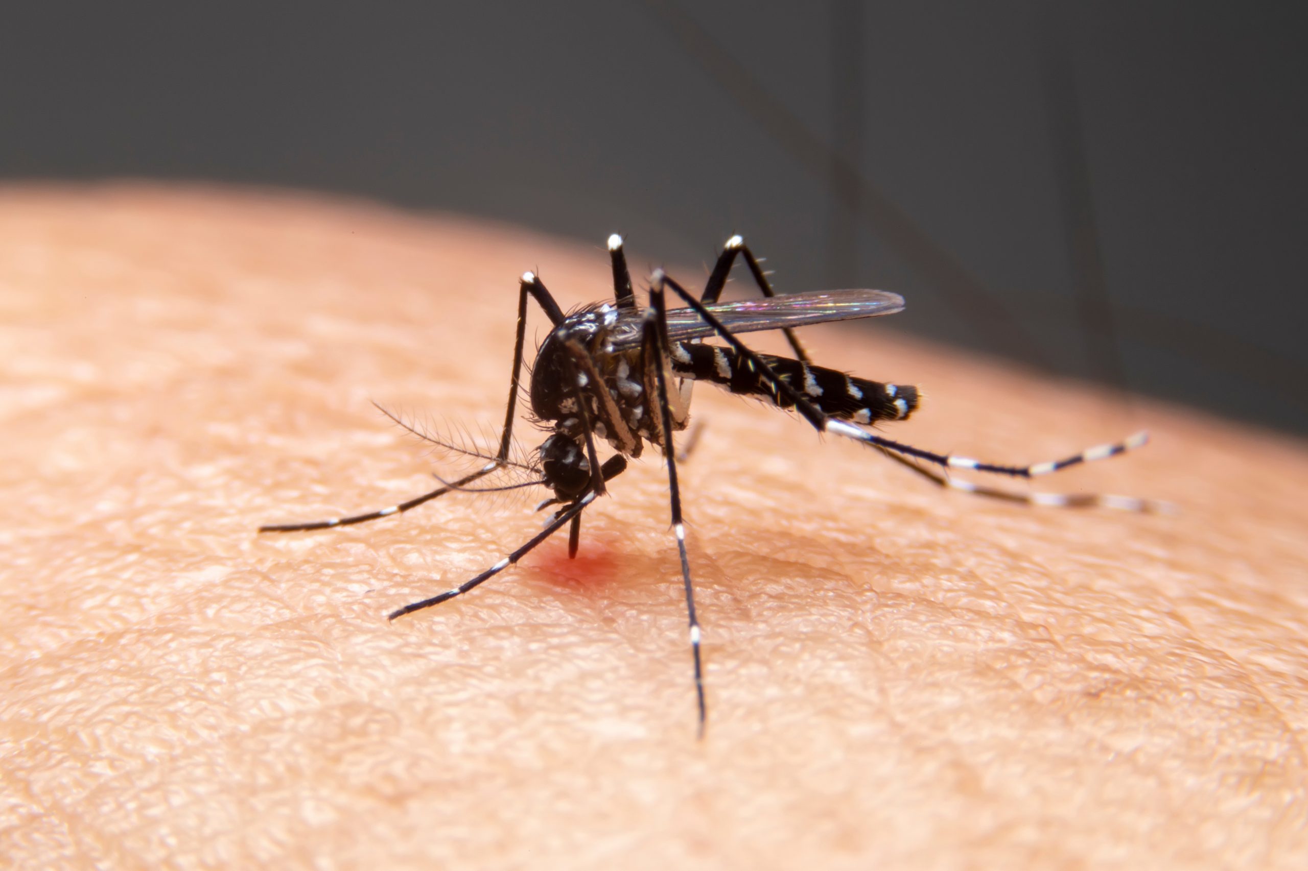 Mosquitos modificados e busca por vacinas estão na linha de frente das novas tecnologias contra a dengue.